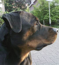 Githa van Bangaïs, Rottweiler